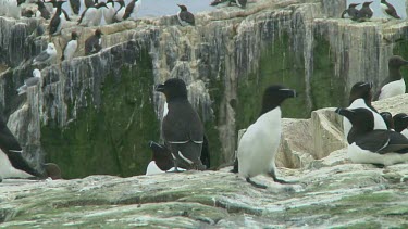 Razorbill sitting on the rocks