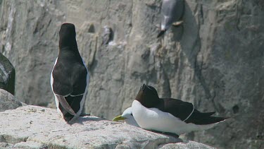 Razorbill sitting on the rocks