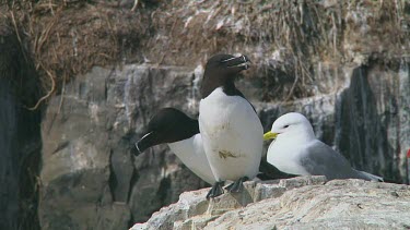 Razorbill sitting on the rocks