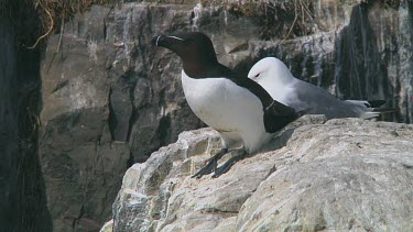 Razorbill sitting on the rocks