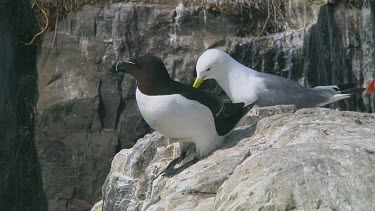 Razorbill sitting on the rocks