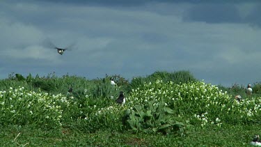 Single puffin flying above a small island in the United Kingdom