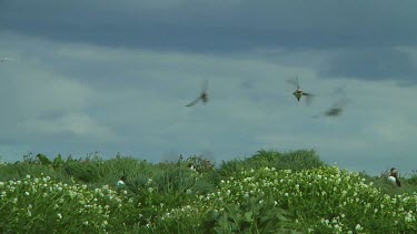 Single puffin flying above a small island in the United Kingdom