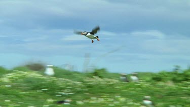 Single puffin flying above a small island in the United Kingdom