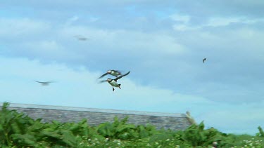 Single puffin flying above a small island in the United Kingdom