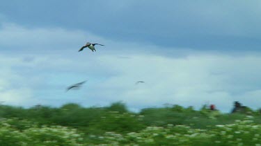 Single puffin flying above a small island in the United Kingdom