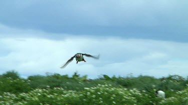 Single puffin flying above a small island in the United Kingdom