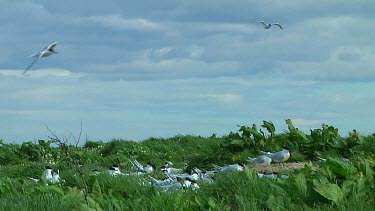 Sandwich terns in the United Kingdom