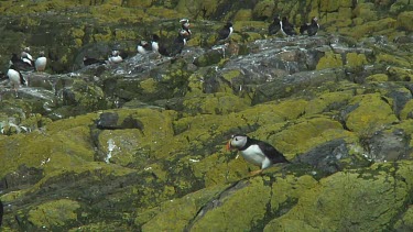 Single puffin in the United Kingdom