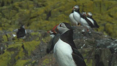 Group of Atlantic puffins in the United Kingdom