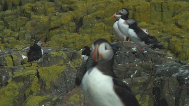 Group of Atlantic puffins in the United Kingdom