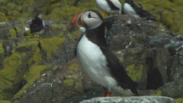 Single puffin in the United Kingdom