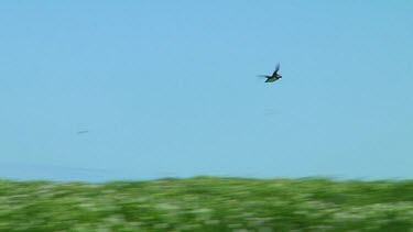 Single puffin flying above a small island in the United Kingdom