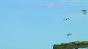 Single puffin flying above a small island in the United Kingdom