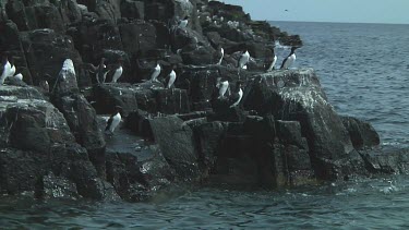 Colony of guillemots fleeing from a rocky shore