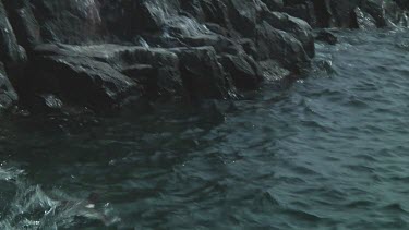 Colony of guillemots fleeing from a rocky shore