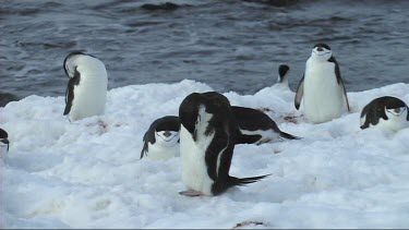 Chinstrap penguin preening on Antarctica