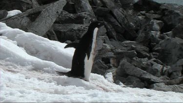 Adelie penguin walking on Goudier Island; Antarctica. Ocean sparkling in background, sunlight reflecting and glistening off water.