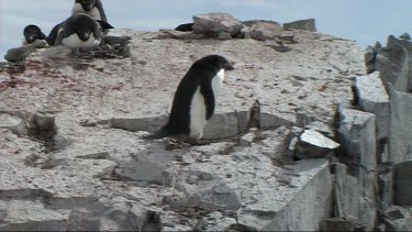 Adelie penguin gathering rocks as nesting material