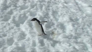 Adelie penguin, wing flapping, walking on Goudier Island; Antarctica