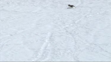 Adelie penguin belly sliding on Petermann Island; Antarctica