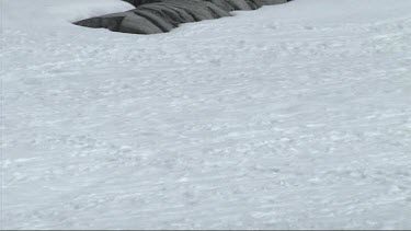 Adelie penguin belly sliding on Petermann Island; Antarctica