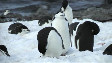 Chinstrap penguin preening on Antarctica