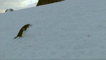 Chinstrap penguin walking, hopping along, on the snow of the Antarctic Peninsula