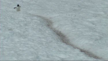 Gentoo penguin walking on a penguin highway on the Antarctic Peninsula, walking towards camera.