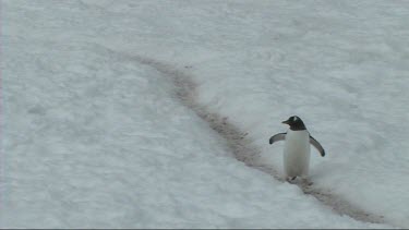 Gentoo penguin walking on a penguin highway on the Antarctic Peninsula. Two penguins cross each other.