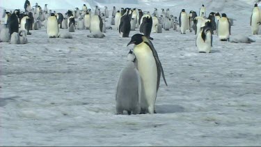 Emperor penguin chick asking its parent for food