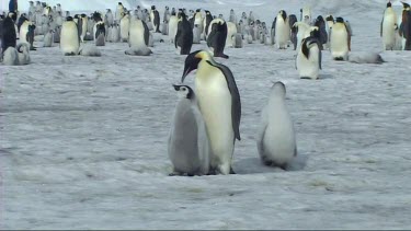 Emperor penguin chick asking its parent for food. Parent adult feeding chick regurgitated food.