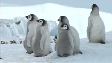 Emperor penguin chicks clustered together in nursery or cr?che for warmth and safety. Waiting for their parents to return with food