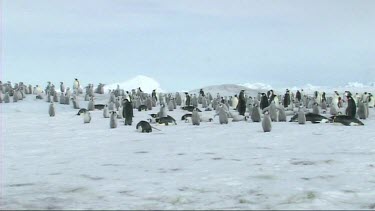 Big wide shot, establishing shot. View of an emperor penguin colony. Adults and chicks