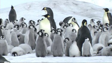 Emperor penguin chicks clustered together in nursery or cr?che for warmth and safety. Waiting for their parents to return with food