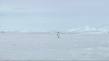 Lone emperor penguin walking on the sea ice of Antarctica towards camera.