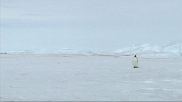 Lone emperor penguin walking on the sea ice of Antarctica towards camera.