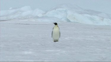 Lone emperor penguin standing, stretching neck head