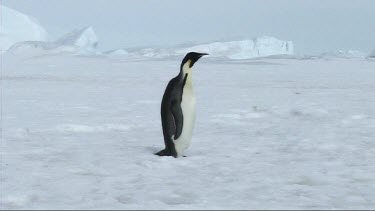 Lone emperor penguin standing.