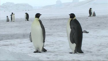 Emperor penguin standing on the sea ice of Antarctica, walks off