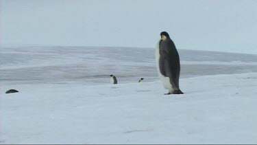 Emperor penguin walking on the sea ice of Antarctica