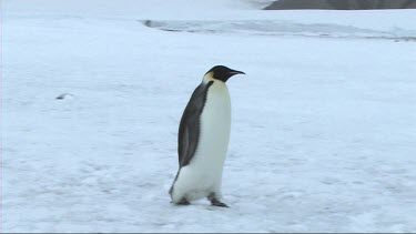 Lone emperor penguin walking on the sea ice of Antarctica
