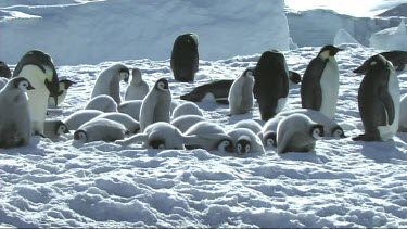 Emperor penguin chicks resting on the sea ice, huddle, hugging to keep warm.