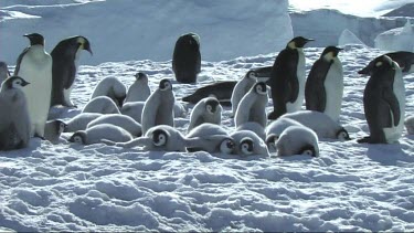 Emperor penguin chicks resting on the sea ice, huddle, hugging to keep warm.