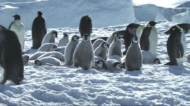 Emperor penguin chicks resting on the sea ice, huddle, hugging to keep warm.