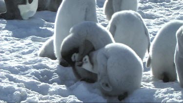 Two emperor penguin chicks having a bit of an argument