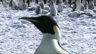Close-up of an emperor penguin on the sea ice of Antarctica, turning and looking.