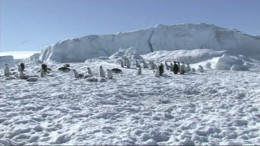 Emperor penguin colony on the sea ice of Antarctica