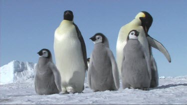 Emperor penguins waiting for their mates and parents to return to the colony