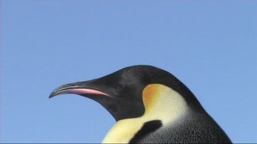 Close-up of an adult emperor penguin